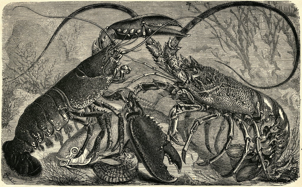 Detail of Engraving of Lobster and Spring Lobster by Anonymous