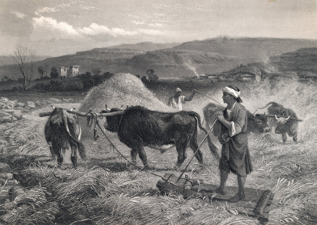 Detail of Western Asian Field Workers Threshing Crops with Use of Oxen by Anonymous