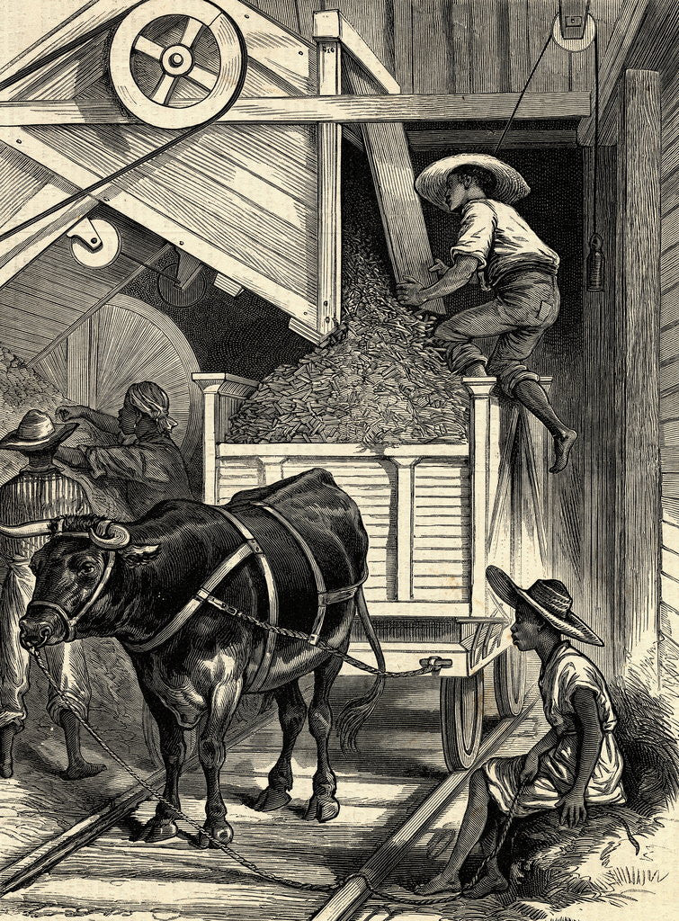 Detail of Woodcut of Plantation Workers with Ox by Anonymous