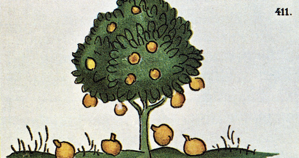 Detail of Sapodilla Fruit Tree by Anonymous