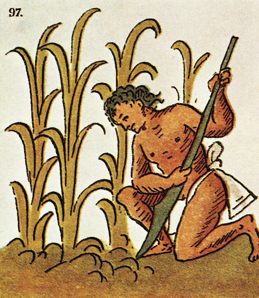 Detail of Illustration of an Aztec Man Cultivating Crops from the Florentine Codex by Corbis