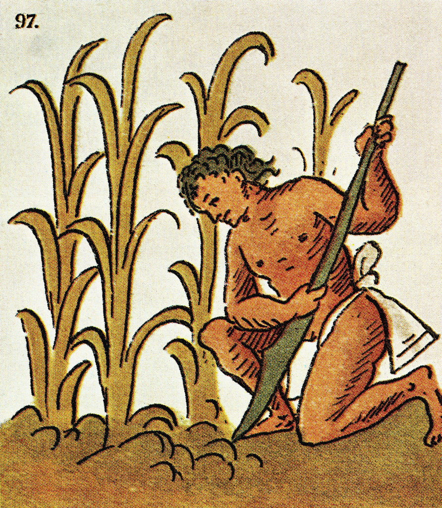 Illustration of an Aztec Man Cultivating Crops from the Florentine ...