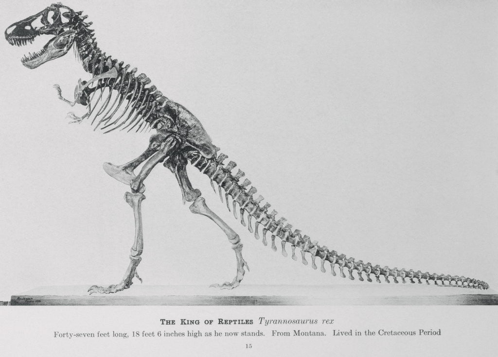 Detail of Tyrannosaurus Rex Illustration by Anonymous