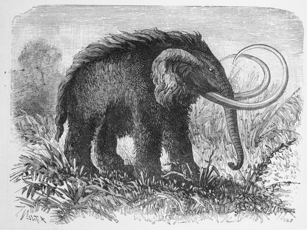 Detail of Woolly Mammoth by Anonymous