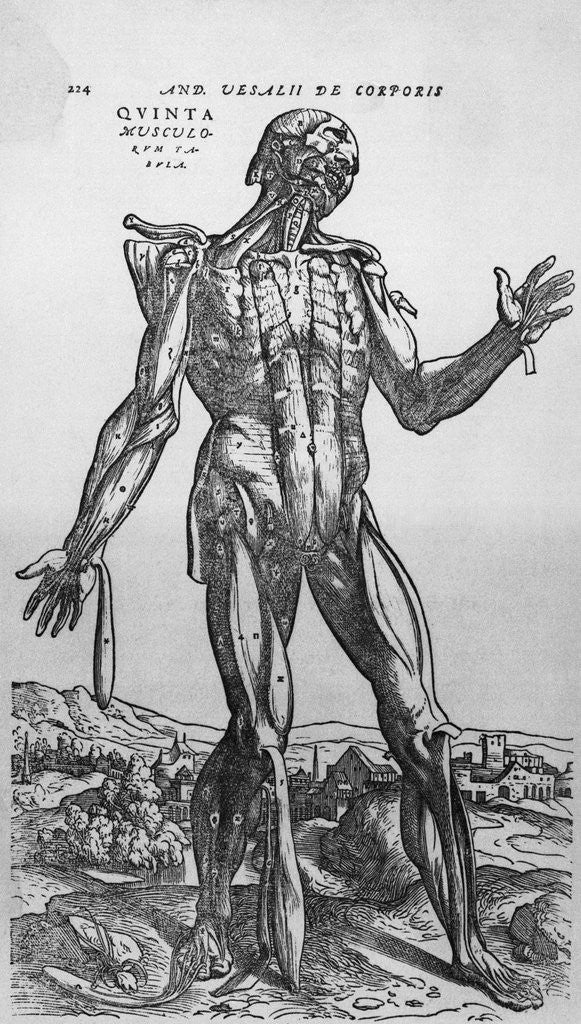 Detail of The Muscular System by Anonymous