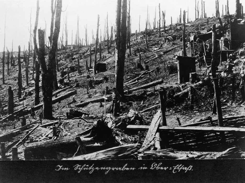 Detail of French Forest Destroyed in WWI by Anonymous