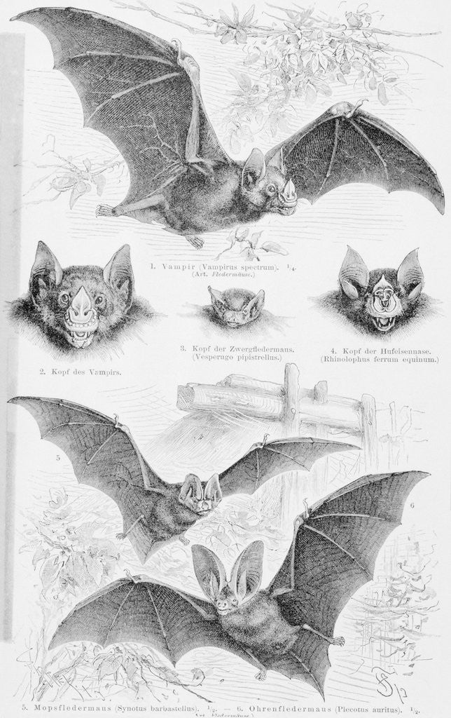 Detail of Ilustration of Six Types of Bats by Anonymous