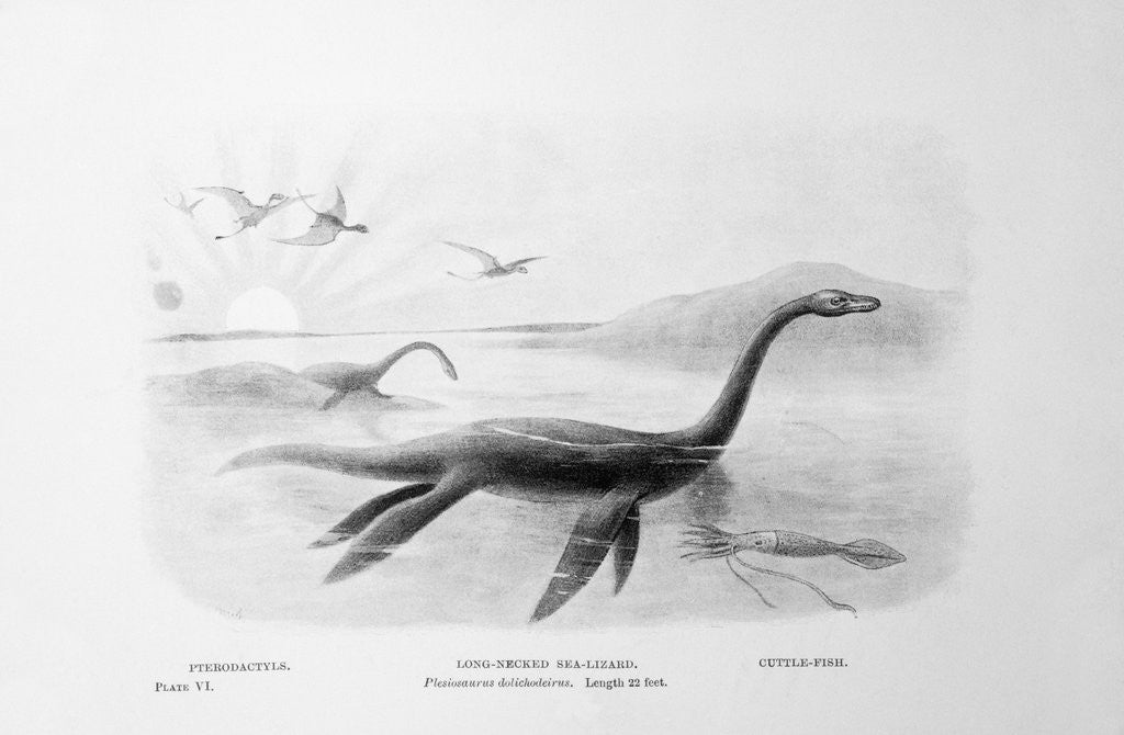 Detail of Long-Necked Sea Lizard by Anonymous