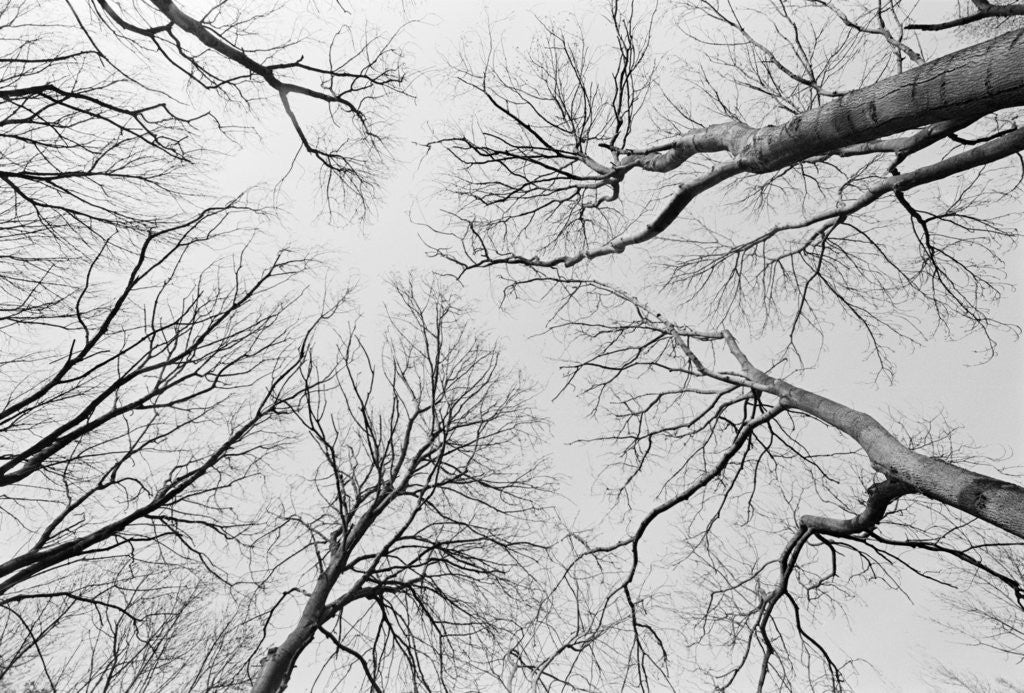 Detail of Leafless Trees in Thiepval Wood by Anonymous