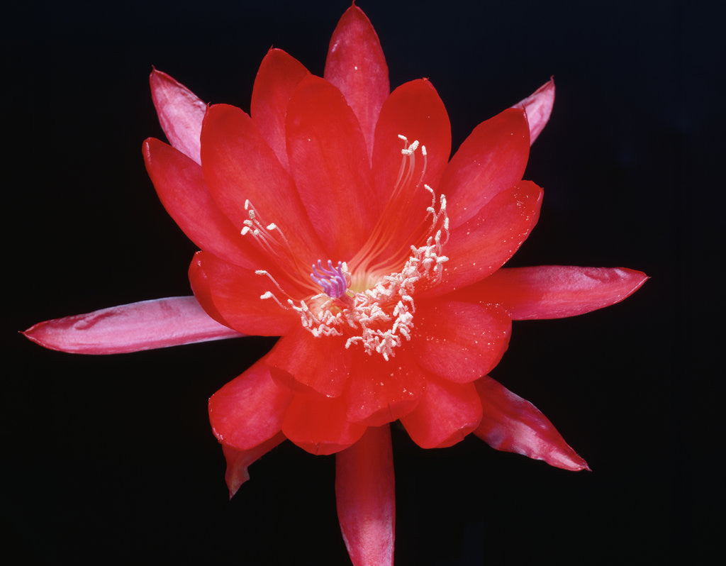 Detail of Epiphyllum Red Hybrid by Anonymous