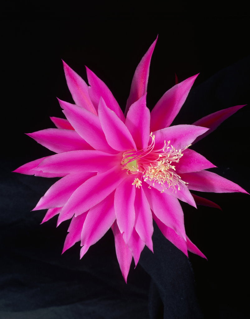 Detail of Epiphyllum x 'Witching Hour' by Anonymous