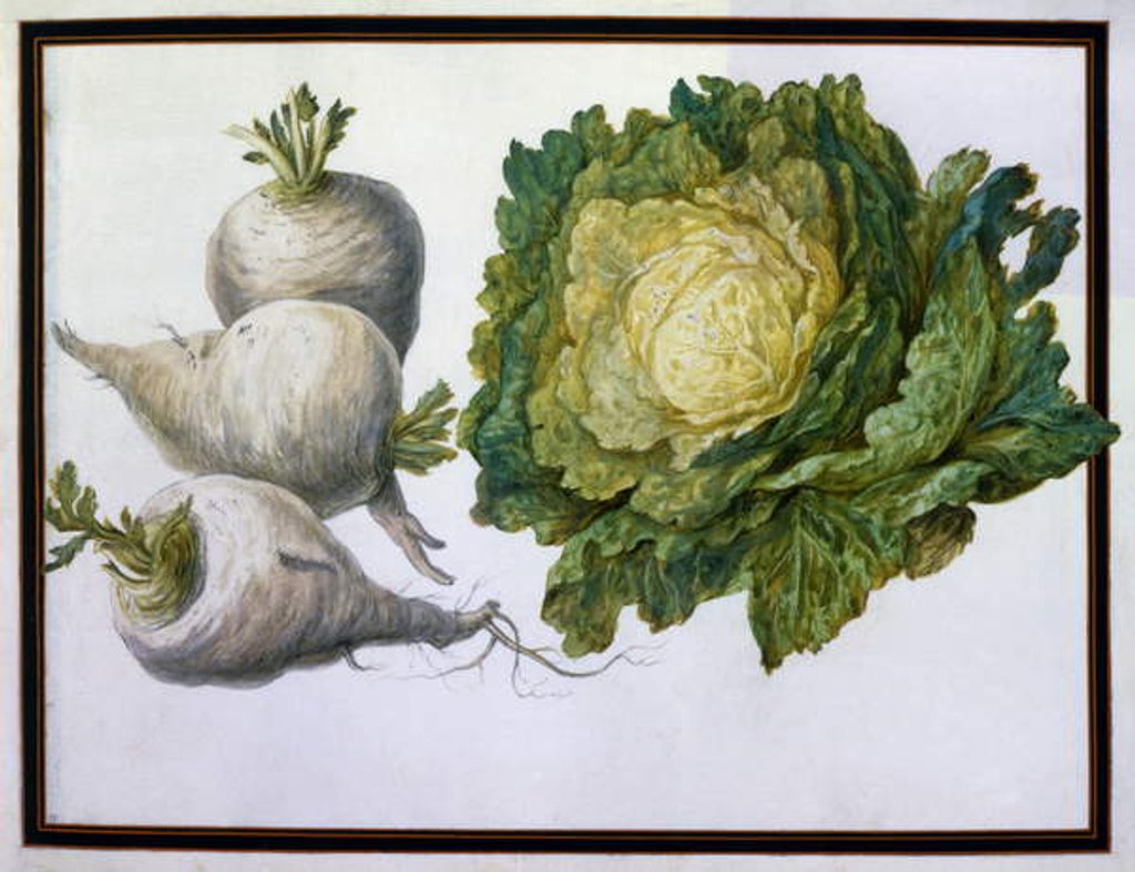 Detail of Turnip, Cabbage by Claude Aubriet