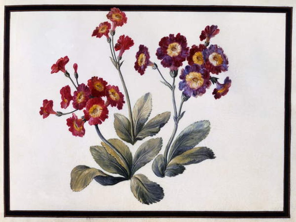 Detail of Auricula, c.1690 by Claude Aubriet