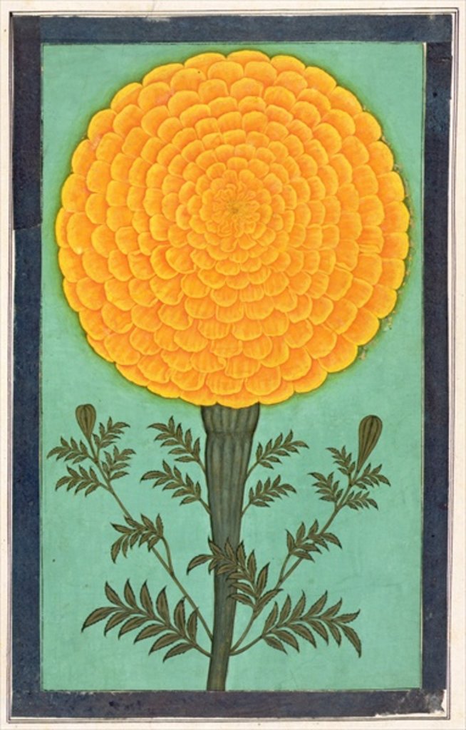 Detail of A Marigold by School Mughal
