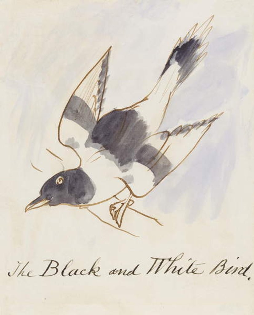 Detail of The Black and White Bird by Edward Lear