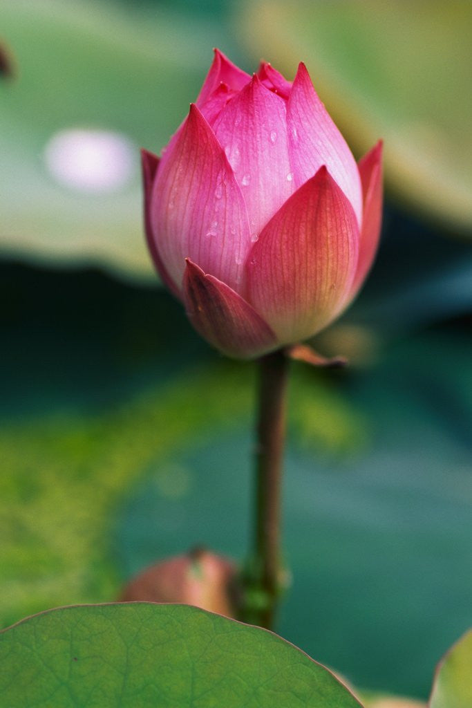 Detail of Lotus Flower by Anonymous