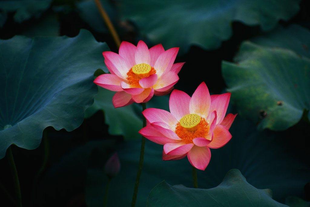 Detail of Lotus Flowers by Corbis