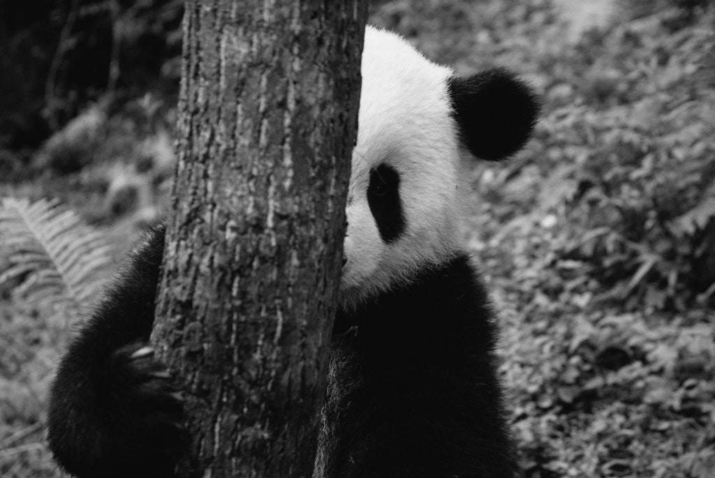 Detail of Panda Behind a Tree by Anonymous