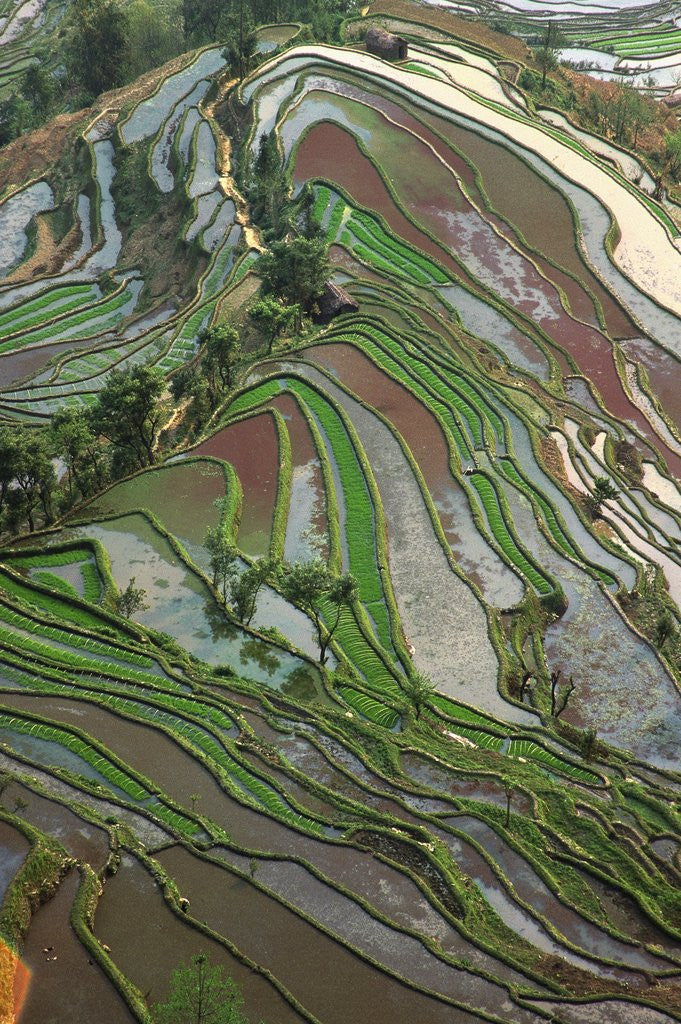 Detail of Terraced Rice Fields by Anonymous
