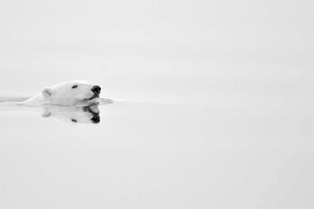 Detail of Polar bear swimming by @wildmanrouse