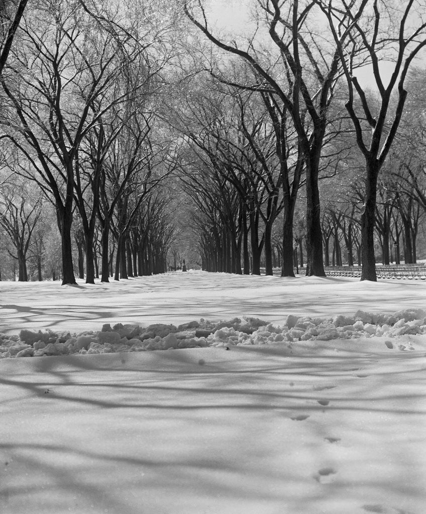 Detail of Central Park in Winter by Anonymous