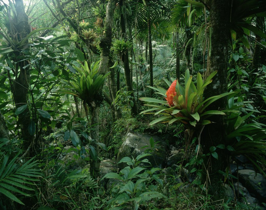 Detail of Bromeliads in a Puerto Rican Rainforest by Anonymous