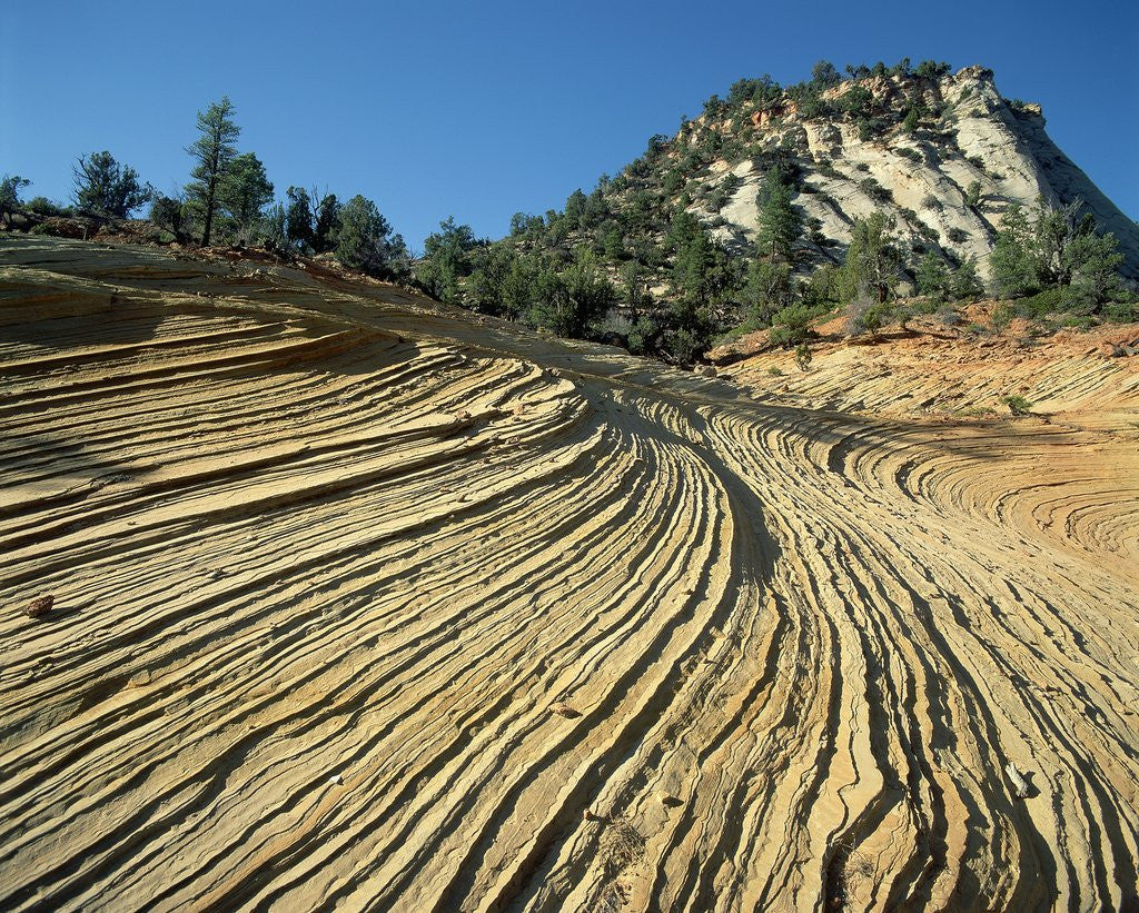 Detail of Layers of Navajo Sandstone in Zion National Park by Anonymous