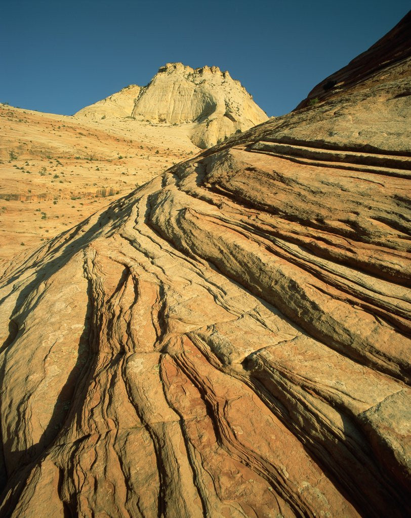Detail of Cross-Bedded Sandstone in Zion National Park by Anonymous