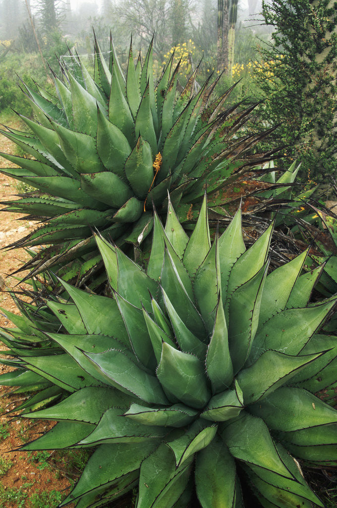 Detail of Agave Plant by Anonymous