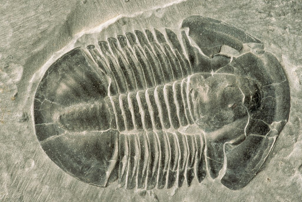 Detail of Trilobite Fossil by Anonymous