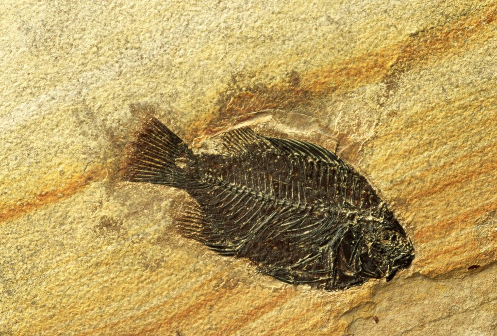 Detail of Fossil Fish by Anonymous