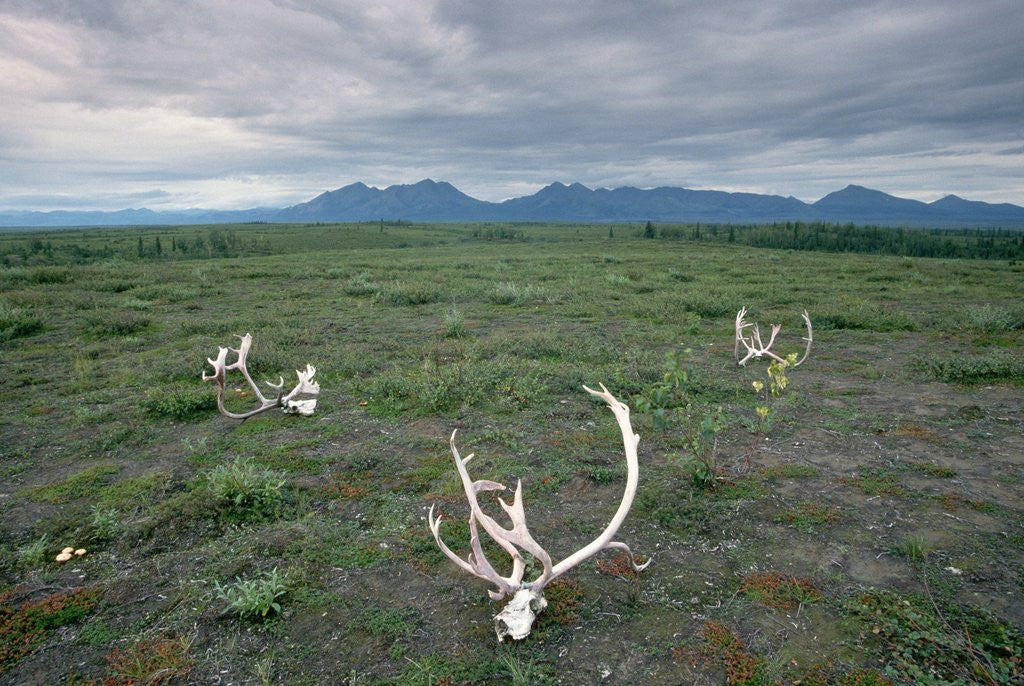 Detail of Caribou Skulls Left by Hunters by Anonymous