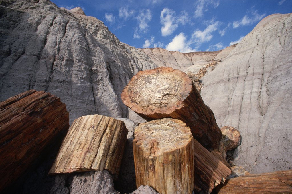 Detail of Petrified Logs by Anonymous