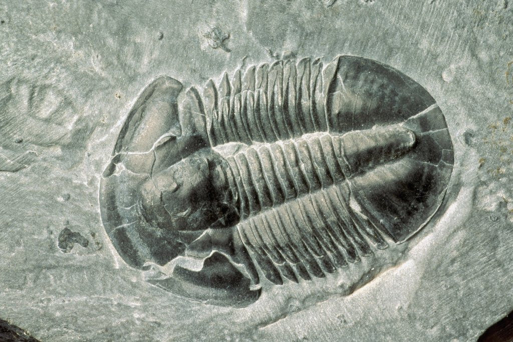 Detail of Trilobite Fossil by Anonymous