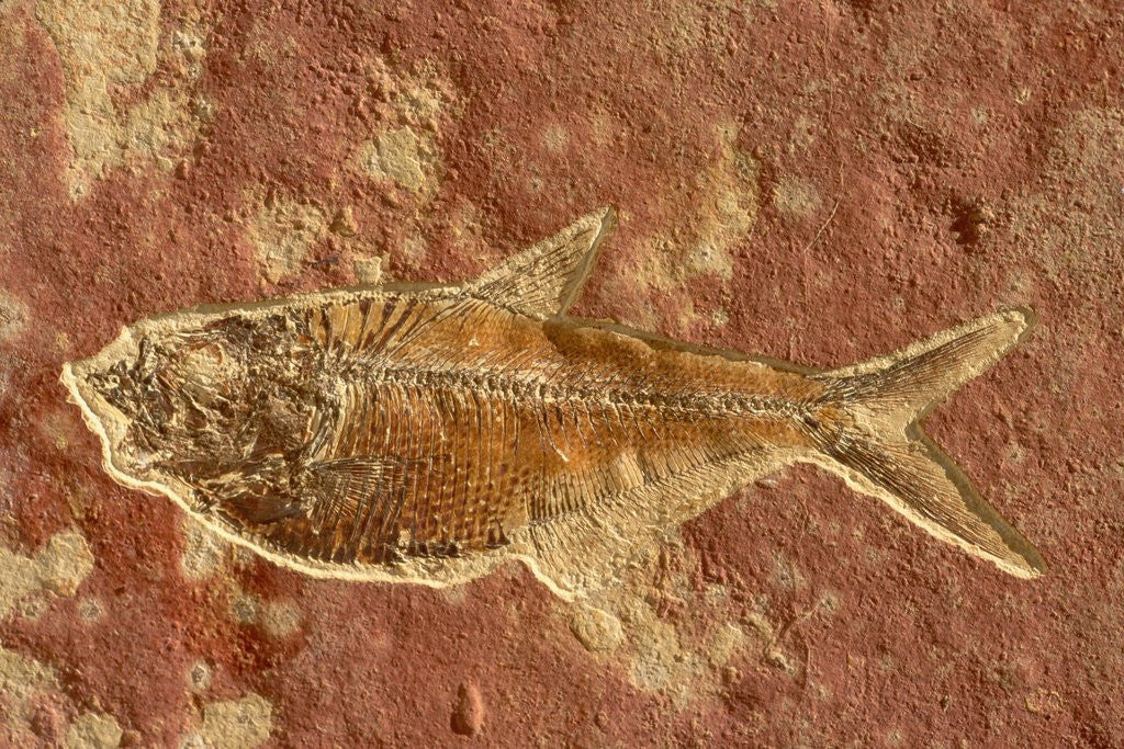 Detail of Fish Fossil by Corbis
