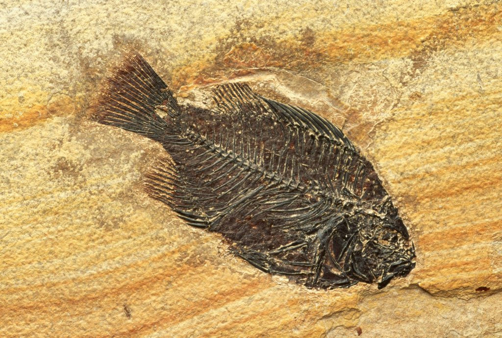Detail of Fish Fossil by Anonymous