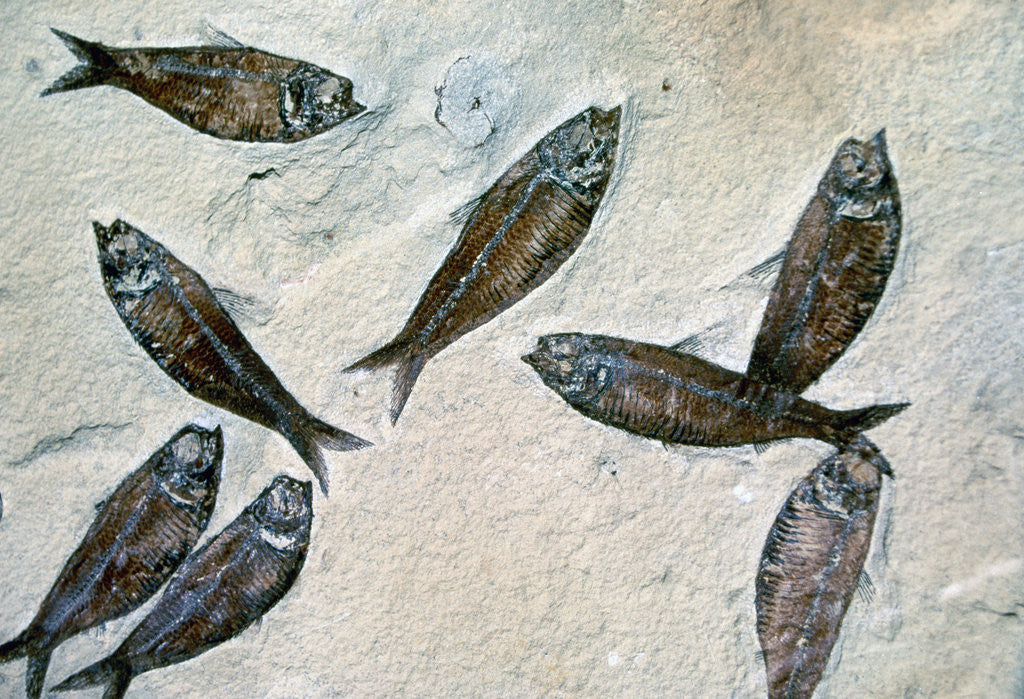Detail of Fish Fossil by Anonymous