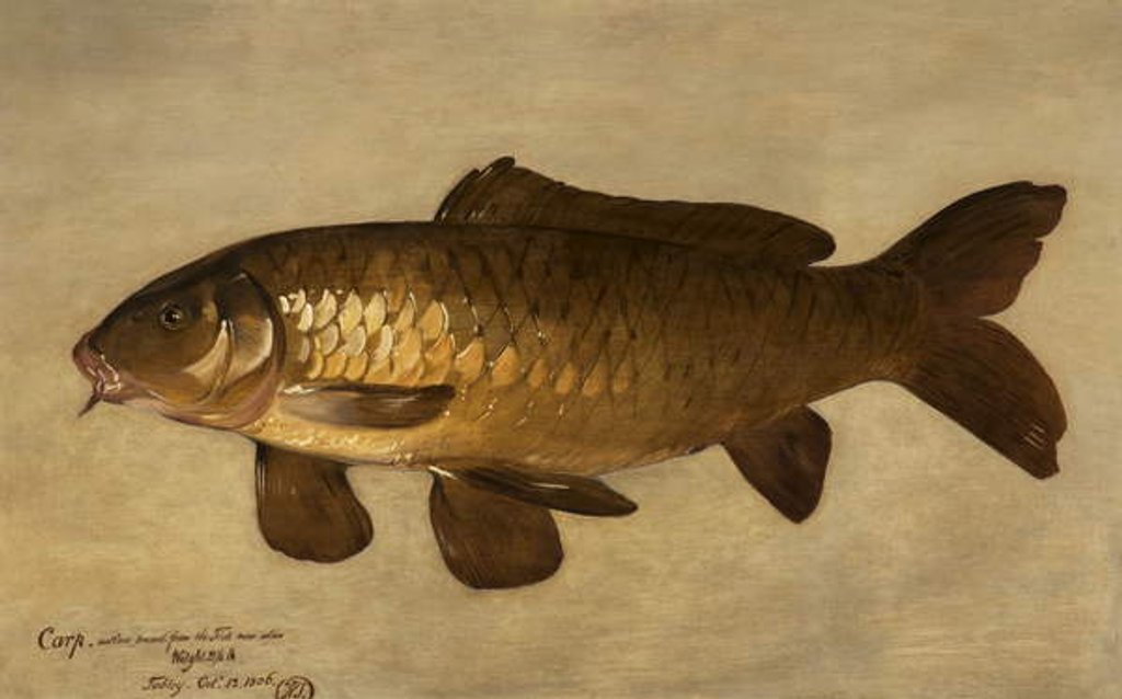 Detail of Carp, 1806 by Henry Thomson