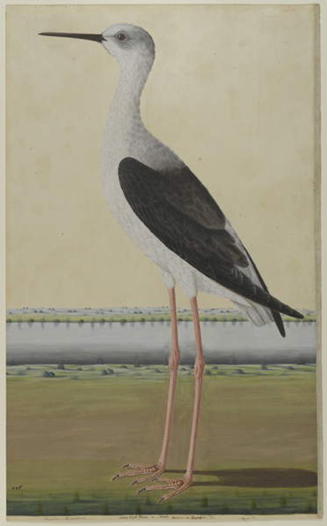 Detail of Water Bird in a Landscape, c.1780 by Indian School