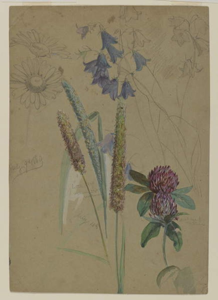 Detail of Flower study, 1860 by William Trost Richards