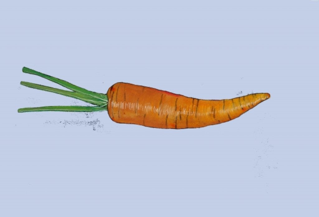 Detail of Carrot, 2007 by Sarah Thompson-Engels
