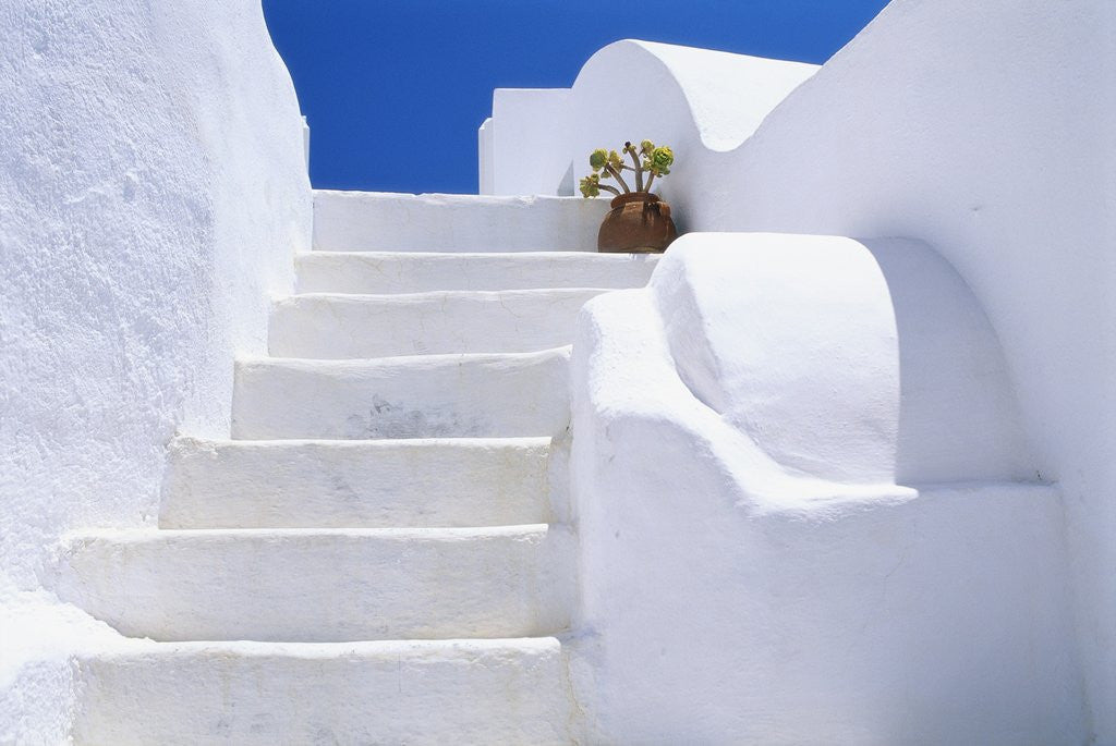 Detail of Potted Flowers On Staircase by Anonymous