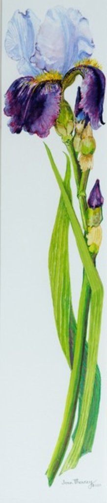 Detail of Iris with Three Buds, 2010 by Joan Thewsey