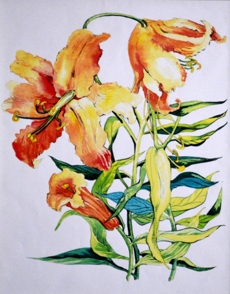 Detail of Orange Lilies 1, 1985 by Joan Thewsey