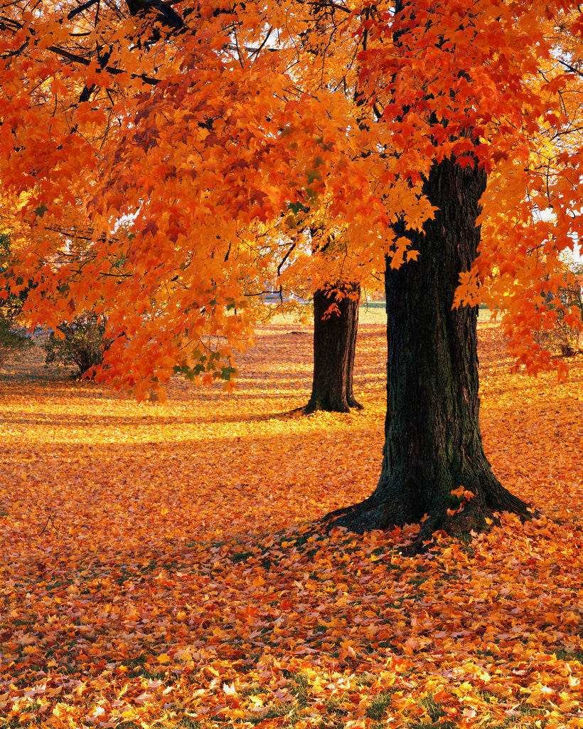 Detail of Maple Trees in Autumn by Anonymous