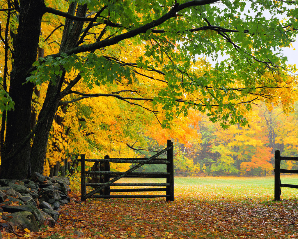 Detail of Fall Foliage Surrounds an Open Gate by Anonymous