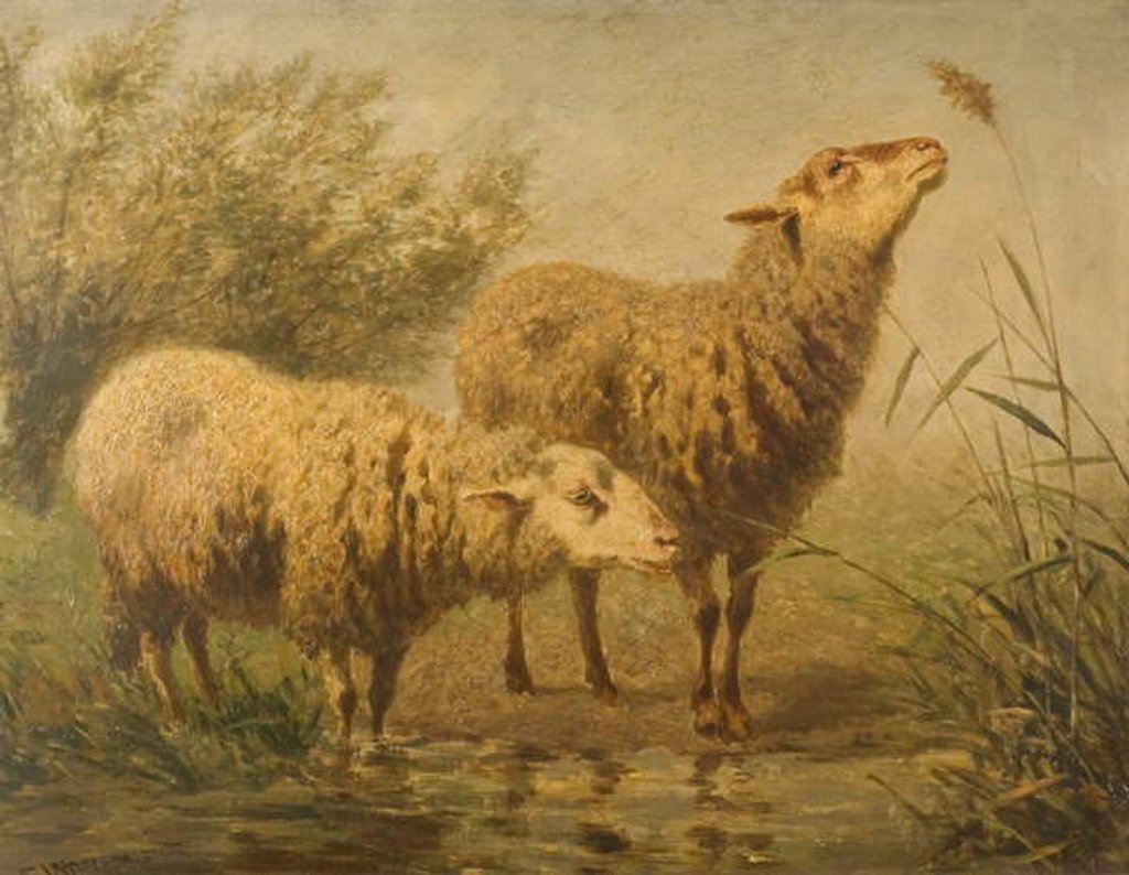 Detail of Study of Sheep by Edouard Woutermaertens