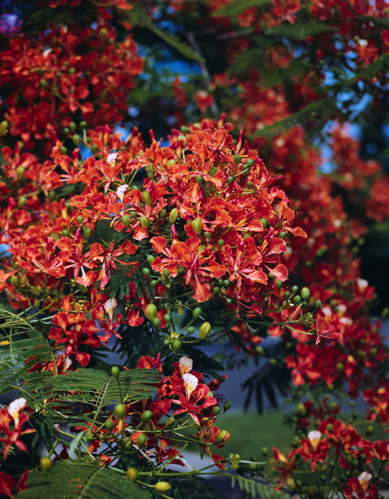Detail of Poinciana Tree in Bloom by Anonymous