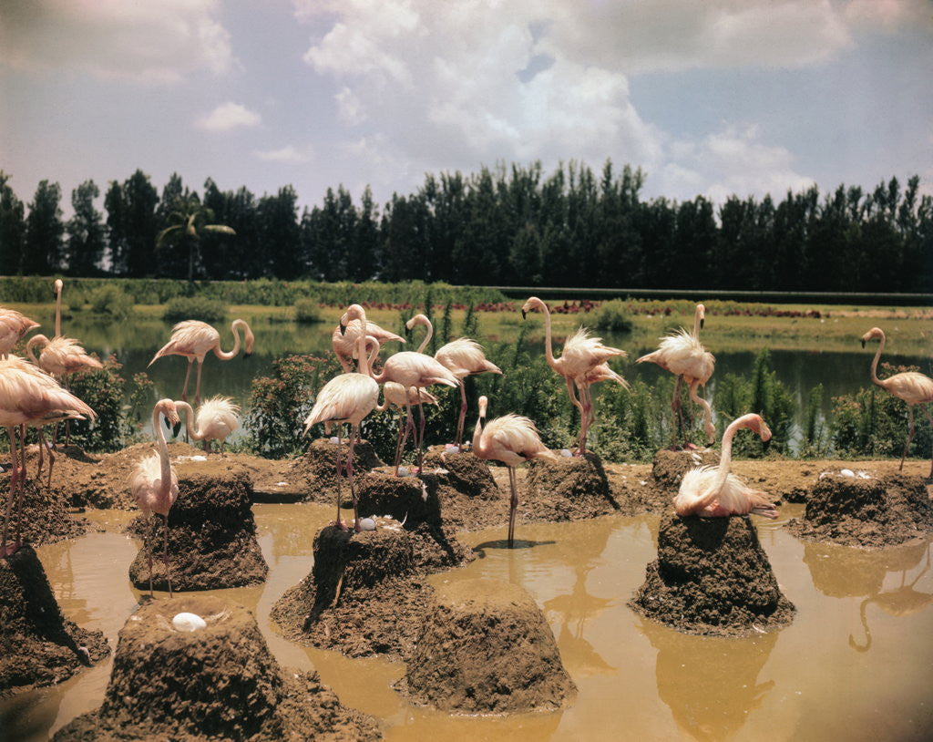 Detail of Pink Flamingos Gathering by Their Nests by Anonymous