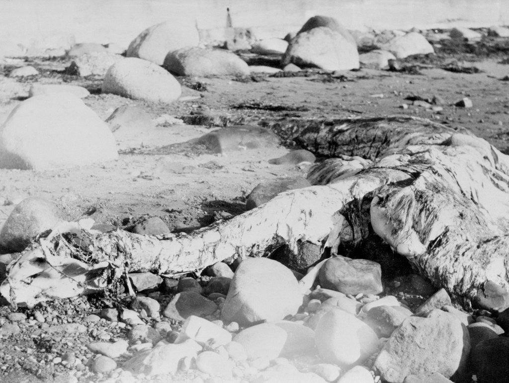 Detail of Unusual Animal Washed Ashore onto the Beach by Anonymous